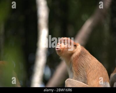 La scimmia Probosca sta mangiando le banane Foto Stock