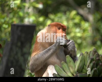 La scimmia Probosca sta mangiando le banane Foto Stock