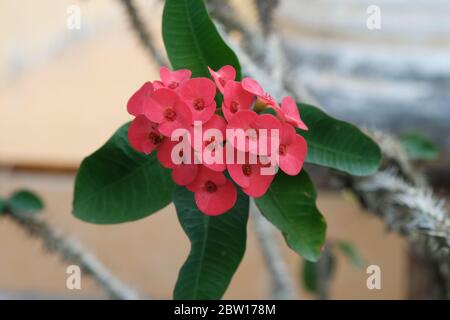 Euphorbia milii, la corona di spine, chiamata Corona de Cristo in America Latina, è una specie di pianta fiorente della famiglia Euphorbiaciae Foto Stock