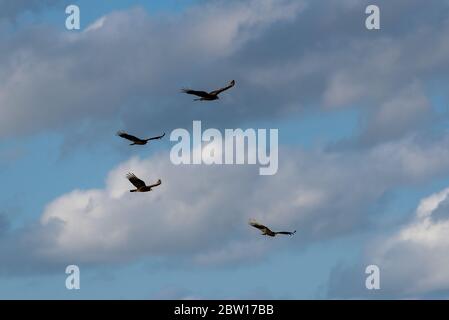 Tacchino avvoltoio, Cathartes aura, uccello in volo, Tulum spiaggia, Messico Foto Stock