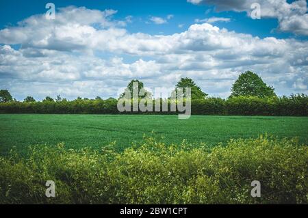 Paesaggio idilliaco e sereno di un campo di grano con una siepa e tre alberi sullo sfondo e prezzemolo di mucca in primo piano Foto Stock