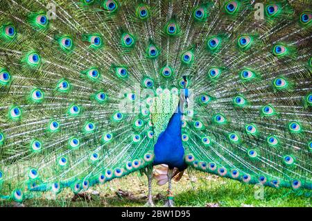 Un maschio peafowl (peacock) con la sua coda di piume in full fan display. La foto è stata scattata nei giardini del Castello di Warwick. Foto Stock