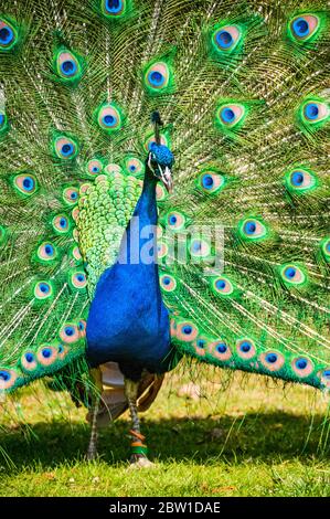 Un maschio peafowl (peacock) con la sua coda di piume in full fan display. La foto è stata scattata nei giardini del Castello di Warwick. Foto Stock