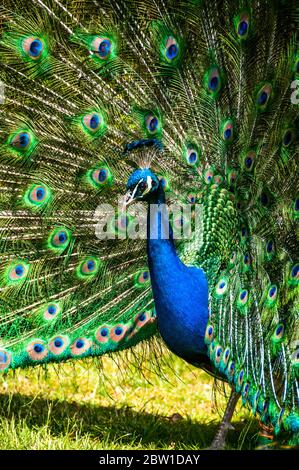 Un maschio peafowl (peacock) con la sua coda di piume in full fan display. La foto è stata scattata nei giardini del Castello di Warwick. Foto Stock