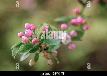 Bel fiore rosa di mela, in germoglio, in procinto di fiorire in primavera. Foto Stock