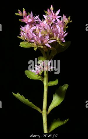 Stonecrop caucasico (Sedum spurium). Abitudine Foto Stock