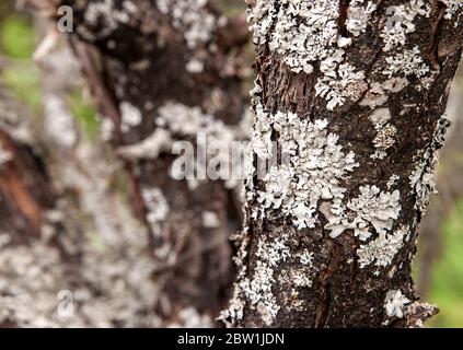 Lichene sulla corteccia di un albero malato Foto Stock