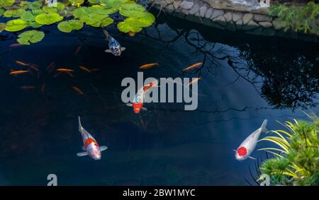 Famoso pesce asiatico colorato Koi carpa, varietà colorate di Amur carpa galleggiante in un stagno artificiale, giardino d'acqua. , vista dall'alto Foto Stock
