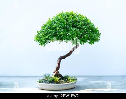 L'albero di Bonsai isolato su sfondo bianco in una pianta di vaso con molte forme uniche differenti che simboleggiano un'astrazione nella vita Foto Stock