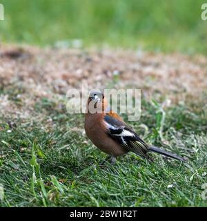 Le coelette Fringilla di Chaffinch si trovavano in erba Foto Stock