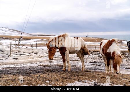 Due cavalli indossati alla ricerca di cibo nel paesaggio arido islandese. Il vento soffia e l'oceano può essere visto dietro di loro. Foto Stock