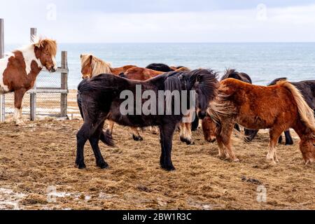 Un cavallo islandese nero scuro in piedi in forte vento vicino all'oceano. Dietro di esso si vedono alcuni altri cavalli. Foto Stock