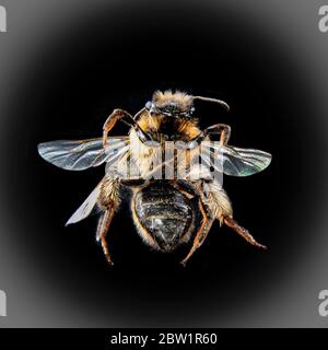 Mason Bee Osmia caerulescens Foto Stock