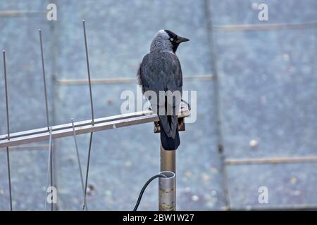 Un corvo nero si trova su un'antenna televisiva e guarda l'ambiente circostante prima di volare ulteriormente. Foto Stock