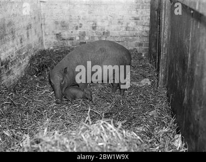 Il nuovo bambino dello zoo Babirusa . Sopravvissuto dei gemelli . Lo zoo di Londra ha ora un bambino babirusa (maiale selvatico) , sopravvissuto a gemelli nati a Racheal . Giacobbe , che venne dalle Indie Orientali , è il padre del bambino , ed è conosciuto a migliaia dai suoi quattro celebri zuschi . Si dice che sia l'unica babirusa in cattività con quattro zecche . I gemelli sono nati nove giorni fa . L'altro bambino fu ucciso dalla madre quando aveva solo poche ore . Spettacoli fotografici , la nuova baby babirusa con la madre , Racheal allo Zoo di Londra . 5 aprile 1937 Foto Stock