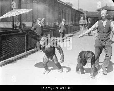 Zoo chimp decidere la posizione di un parassita! Il caldo ha portato ad un argomento allo Zoo di Londra tra Peter e Jackie, gli scimpanzé. Jackie riuscì a prendere in prestito un parasolo dei visitatori e Peter insistette sulla condivisione. Alla fine, è stato il parassita che ha ottenuto il peggio! Spettacoli fotografici: Jackie, temporaneamente in possesso del parasolo, lo ondeggia trionfalmente aloft. 25 maggio 1937 Foto Stock