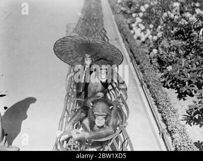 Zoo chimp decidere la posizione di un parassita! Il caldo ha portato ad un argomento allo Zoo di Londra tra Peter e Jackie, gli scimpanzé. Jackie riuscì a prendere in prestito un parasolo dei visitatori e Peter insistette sulla condivisione. Alla fine, è stato il parassita che ha ottenuto il peggio! Foto spettacoli: Peter e Jackie raggiungere un gentleman temporaneo accordo per condividere il parasolo, che è tenuto da Jackie. 25 maggio 1937 Foto Stock