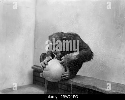 La stagione calcistica è stata ufficialmente inaugurata allo zoo di Londra, dove Peter, lo scimpanzé, fondatore del calcio nell'angolo degli animali domestici. Peter dà una lezione sulle tattiche. Peter lo scimpanzé gonfiando il calcio. 17 agosto 1937 Foto Stock