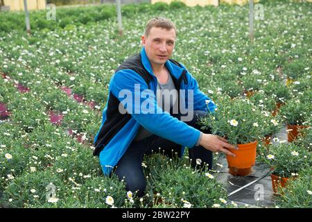 Uomo orticoltore durante il giardinaggio con camomilla bianco in pentole in serra Foto Stock