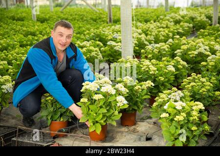 Positivo l'uomo agricoltore lavora con ortensie piante mentre giardinaggio in serra Foto Stock