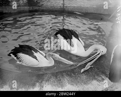 Due pellicani impiegano le loro bollette lunghe per avere un buon effetto nella lotta per un pesce mentre galleggiano sulla loro piscina allo Zoo di Londra. 8 ottobre 1938 Foto Stock