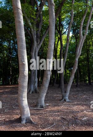 tronchi di faggio con materiale di protezione dell'albero intorno ad esso Foto Stock