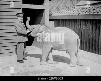 Il più piccolo elefante dello zoo di Londra debutta nello zoo per bambini. Il più piccolo elefante che lo zoo di Londra ha avuto per anni ha fatto la sua prima apparizione nello zoo per bambini. Venne allo Zoo come dono del Dipartimento della Foresta del Govento delle province Unite (India) che chiese che fosse dato il nome di 'Raj Piari', che significa 'amato dello Stato'. Il suo nome era Sheila. Dal suo arrivo da Calcutta poche settimane fa ha vissuto in isolamento nell'ospedale dello Zoo. 26 luglio 1938 Foto Stock