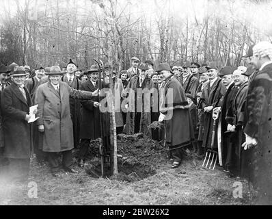 Il sindaco Gibbs ha piantato un albero alla cerimonia di amalgamazione a Keston Hayes a Bromley, Londra. 1933 Foto Stock