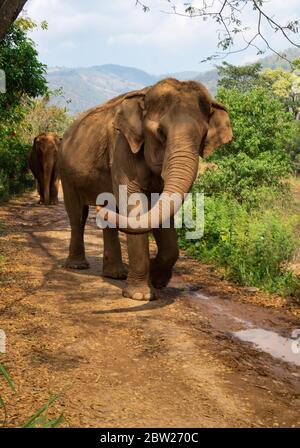 Elefante selvaggio che cammina in Thailandia giungla libera natura bellissimi alberi Foto Stock