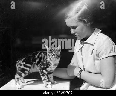 Miss Sibyl Rollo con un gattino Silver Tabby Manx di sette mesi che è in vista alla mostra del Kensington Kitten Club che è in programma a Knightsbridge. 14 luglio 1937 Foto Stock