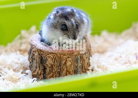 Criceto djungariano in segatura in gabbia verde. Animali domestici e roditori Foto Stock