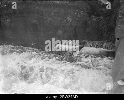 Salmoni salmoni salati nel fiume Hampshire sulla strada per l'allevamento. Un salmone catturato dalla macchina fotografica mentre trapelava attraverso le acque schiumose per eliminare un erede vicino a Romsey, Hampshire, durante la migrazione annuale fino al River Test ai terreni di allevamento. Il muratore è stato imbottito con un'apposita guarnizione per evitare lesioni alle centinaia di pesci che si sono tenuti sopra l'ostacolo. 4 novembre 1937 Foto Stock