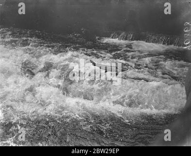 Salmoni salmoni salati nel fiume Hampshire sulla strada per l'allevamento. Un salmone catturato dalla macchina fotografica mentre trapelava attraverso le acque schiumose per eliminare un erede vicino a Romsey, Hampshire, durante la migrazione annuale fino al River Test ai terreni di allevamento. Il muratore è stato imbottito con un'apposita guarnizione per evitare lesioni alle centinaia di pesci che si sono tenuti sopra l'ostacolo. 4 novembre 1937 Foto Stock