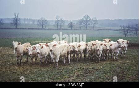 Charolais vacche (Bos taurus), razza di taurina bovini da carne dal Charolais area circostante Charolles, Borgogna, Francia Foto Stock