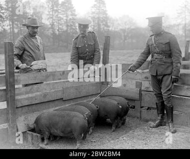 I soldati canadesi in addestramento nel parco grande di Windsor gestiscono una fattoria modello. Spettacoli fotografici: Nutrire i maiali. 17 aprile 1917 Foto Stock
