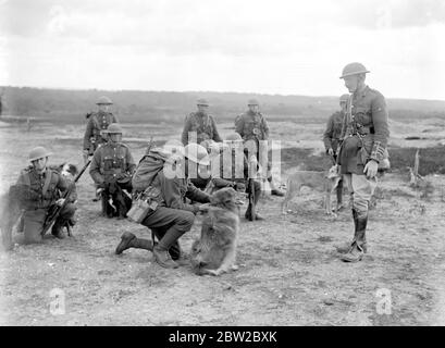 Cani da addestramento alla War Dog's Training School di Lyndhurst. 26 aprile 1919 Foto Stock