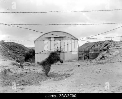 Cani da addestramento alla War Dog's Training School di Lyndhurst. Cane che protegge una rivista. 26 aprile 1919 Foto Stock