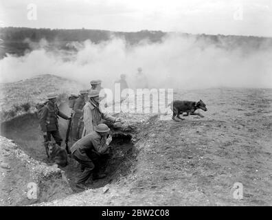 Cani da addestramento alla War Dog's Training School di Lyndhurst. Un dispatch che trasporta il cane che lascia una trincea di fumo. 26 aprile 1919. Foto Stock