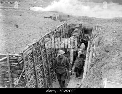 Cani da addestramento alla War Dog's Training School di Lyndhurst. Prendendo cani attraverso le trincee. 26 aprile 1919 Foto Stock