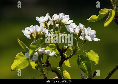 fiore di melo Foto Stock