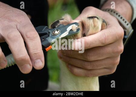 Taglio con griffa grande con forbici per due mani Foto Stock