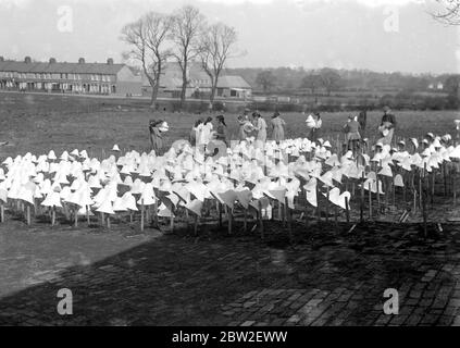 Cappello di Panama che fa a i signori I. Cambi's a Boreham Wood , Elstree . I cappelli sbiancati sono raccolti da pioli condotti nel terreno, dove sono asciugati al sole all'aperto . 1922 Foto Stock