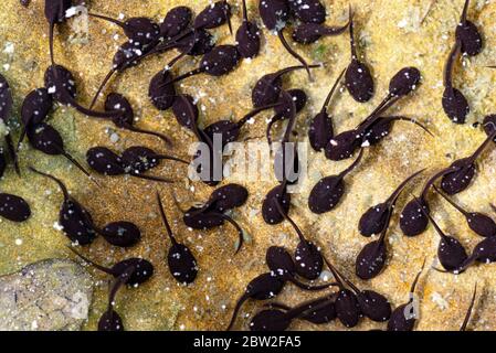 Un sacco di rana tadpoli in acqua stagno Foto Stock
