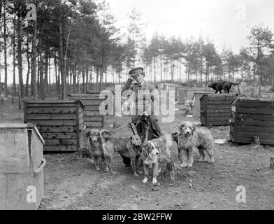 Cani da addestramento alla War Dog's Training School di Lyndhurst. Prendendo cani attraverso le trincee. 26 aprile 1919 Foto Stock