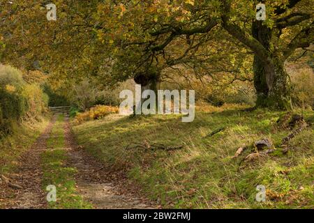 Alberi di quercia in autunno, accanto a una pista agricola e sentiero pubblico vicino a Curbone nel Parco Nazionale Exmoor, Somerset, Inghilterra. Foto Stock