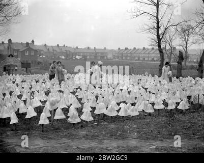 Cappello di Panama che fa a i signori I. Cambi's a Boreham Wood , Elstree . Cappelli sui pioli all'aperto a candeggina secca e solare . 24 marzo 1923 Foto Stock