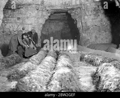 Funghi (grotte di Chislehurst). 1934 Foto Stock