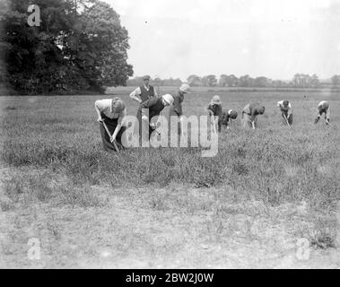 Donne assistere un contadino Norfolk con gli Hays. 1914-1918 Foto Stock