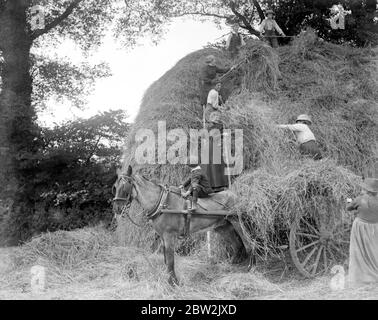 Donne assistere un contadino Norfolk con gli Hays. 1914-1918 Foto Stock
