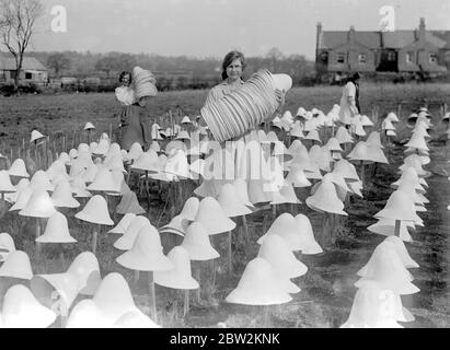 Cappello di Panama che fa a i signori I. Cambi's a Boreham Wood , Elstree . Un'armata di cannucce che vengono raccolte per la sagomatura finale . 20 marzo 1922 Foto Stock